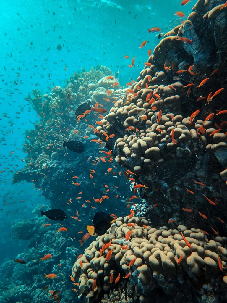 Diving accommodation